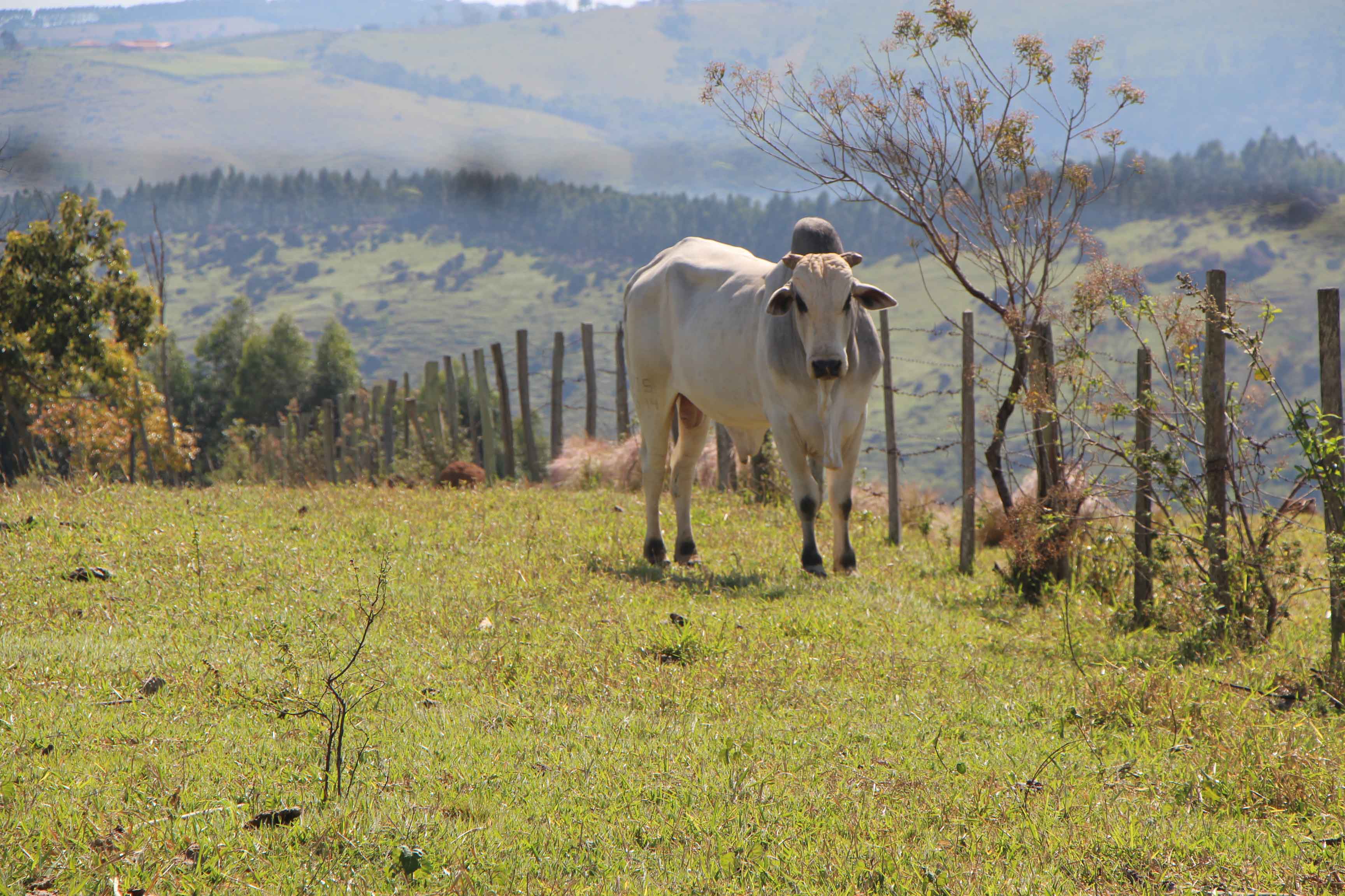 O Brasil tem mais cabeças de gado que gente, em 2017. Temos #MotivosParaDialogar