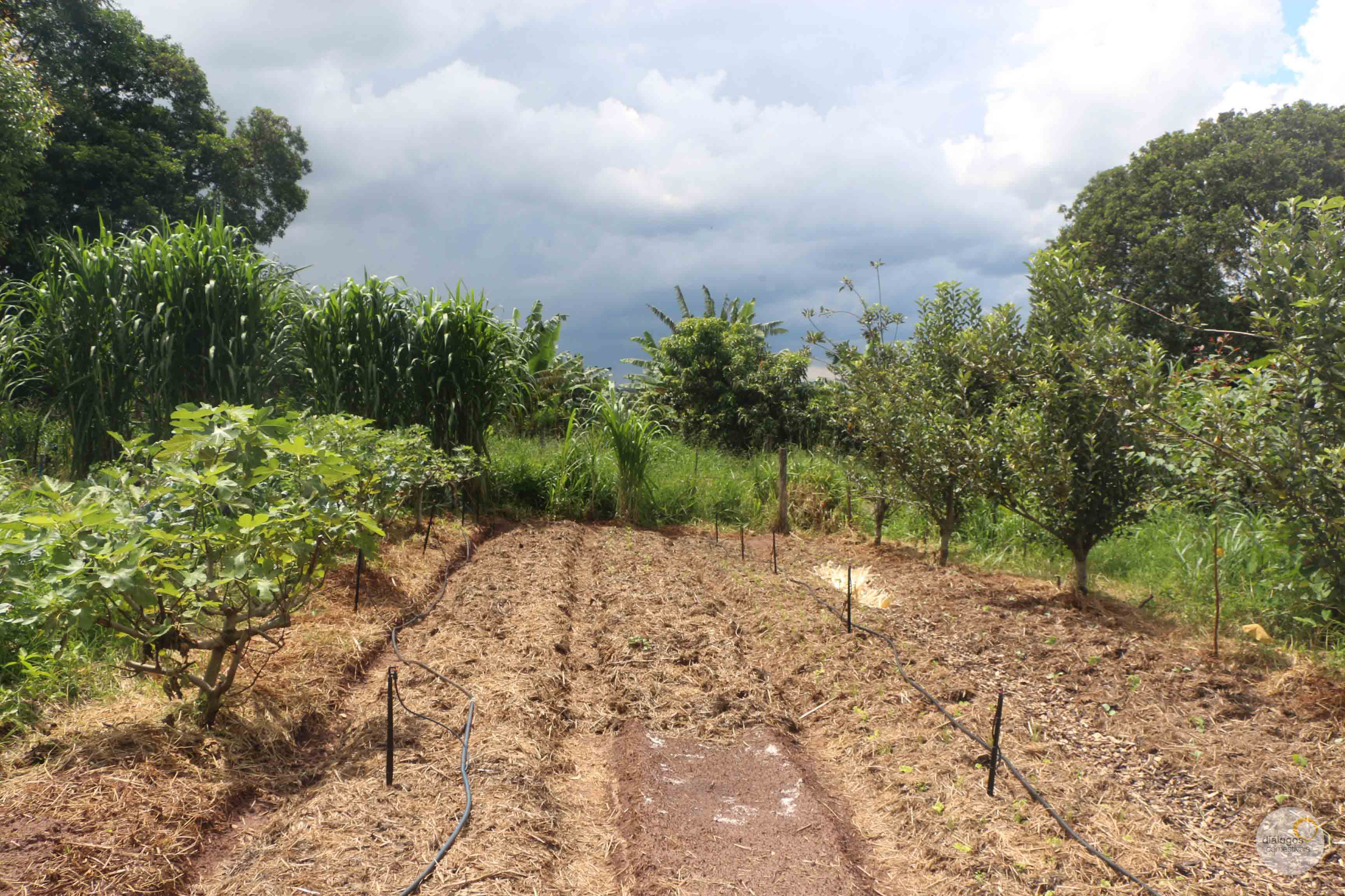 Exemplo de agrofloresta, esta já em bom desenvolvimento, na Fazenda da Toca (Itirapina/SP)