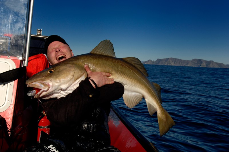 Cod fish (Yngve Ask - visitnorway.com) Cod fish (Yngve Ask - visitnorway.com)