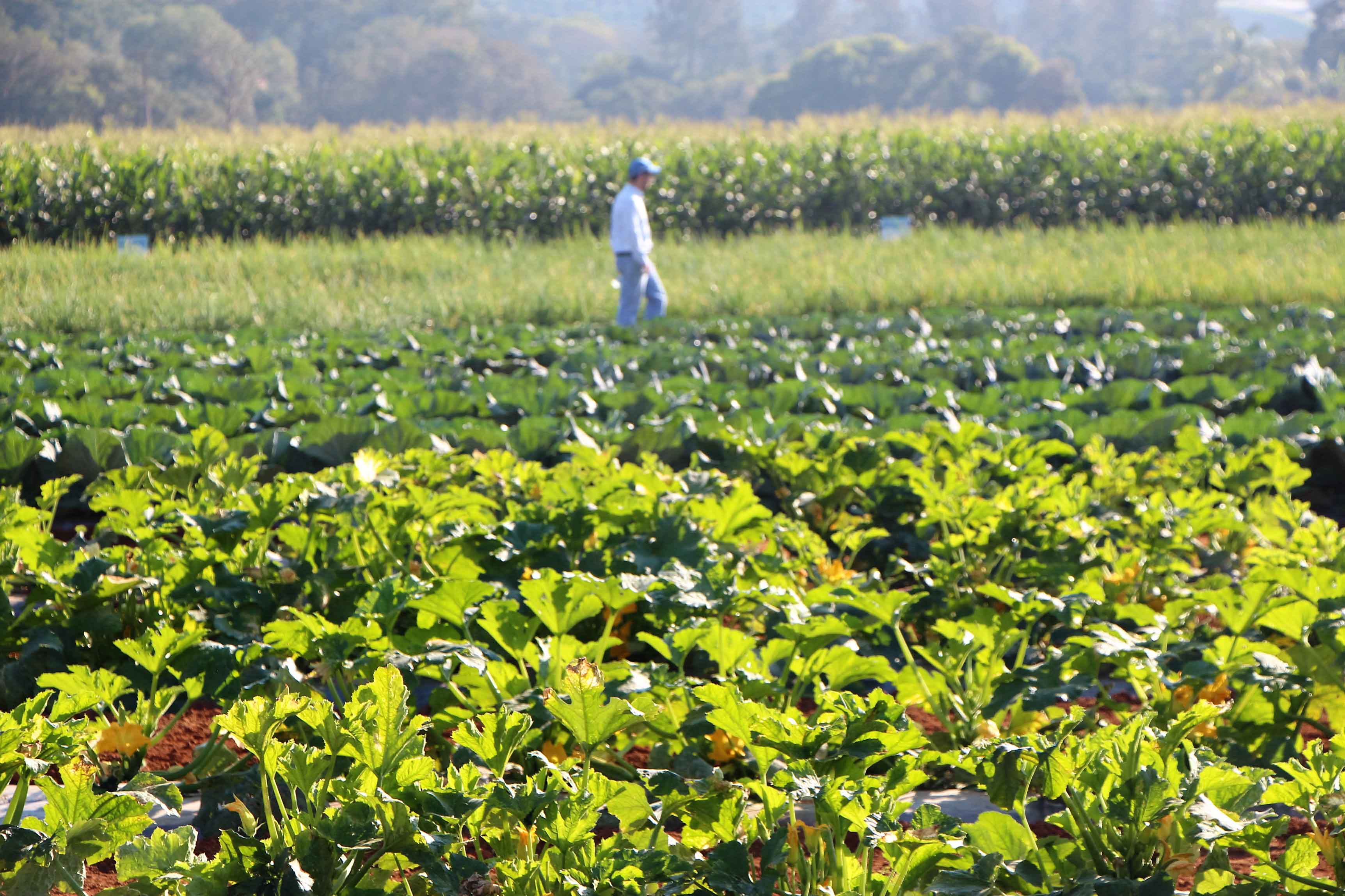 Agricultor passeia por campo de hortaliças na região de Campinas Agricultor passeia por campo de hortaliças na região de Campinas