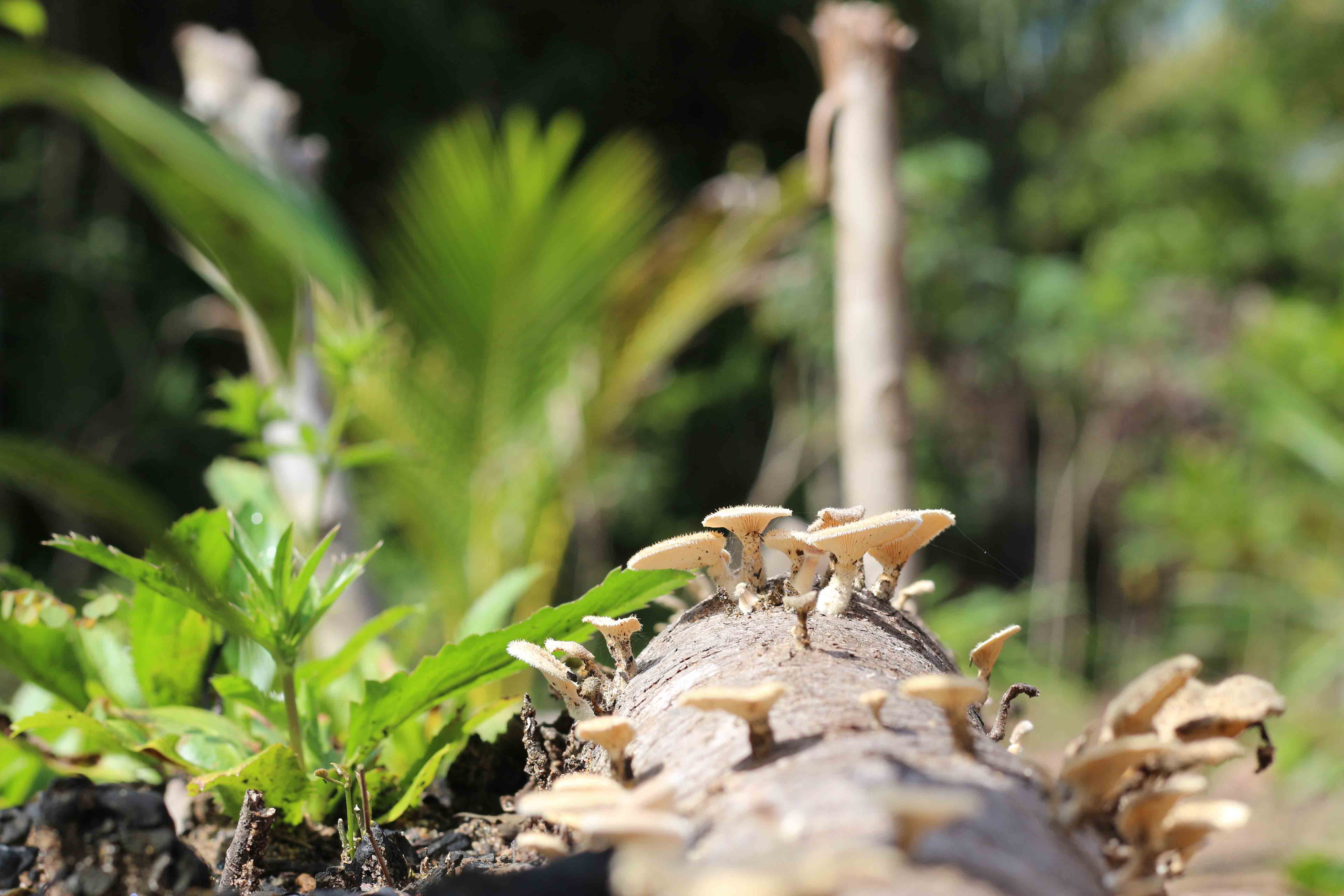Cogumelos em agrofloresta em trecho da Floresta Amazônica, próximo a Manaus (AM) Cogumelos em agrofloresta em trecho da Floresta Amazônica, próximo a Manaus (AM)