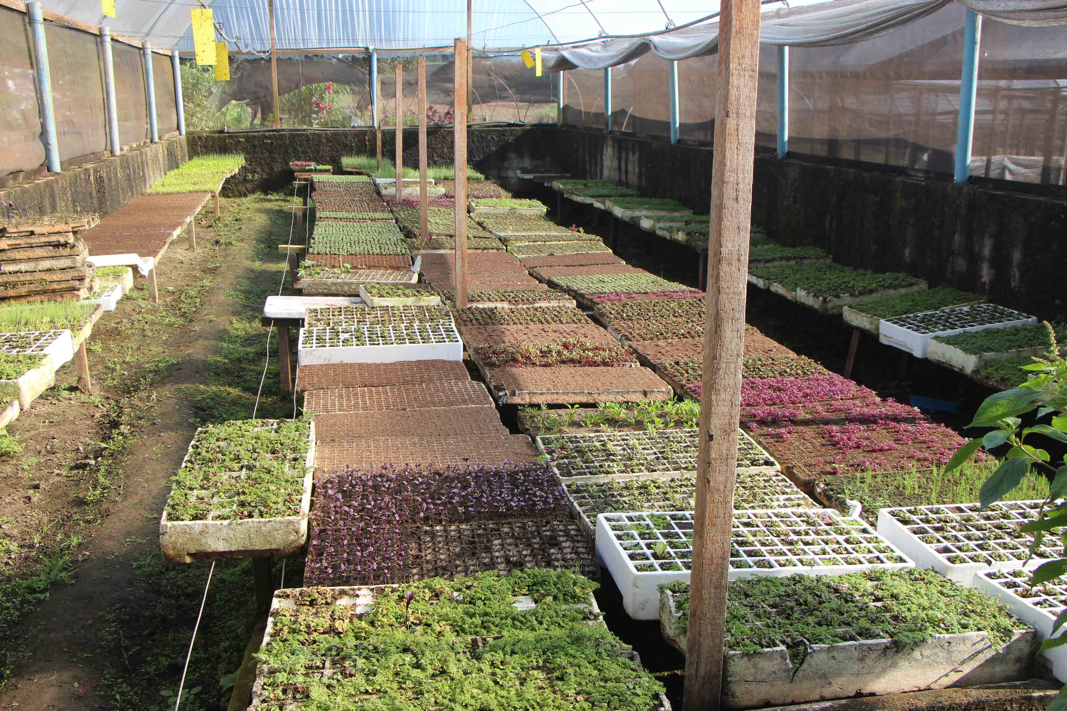 Estufa de Brotos da Calusne Farms Estufa de brotos da Calusne Farms