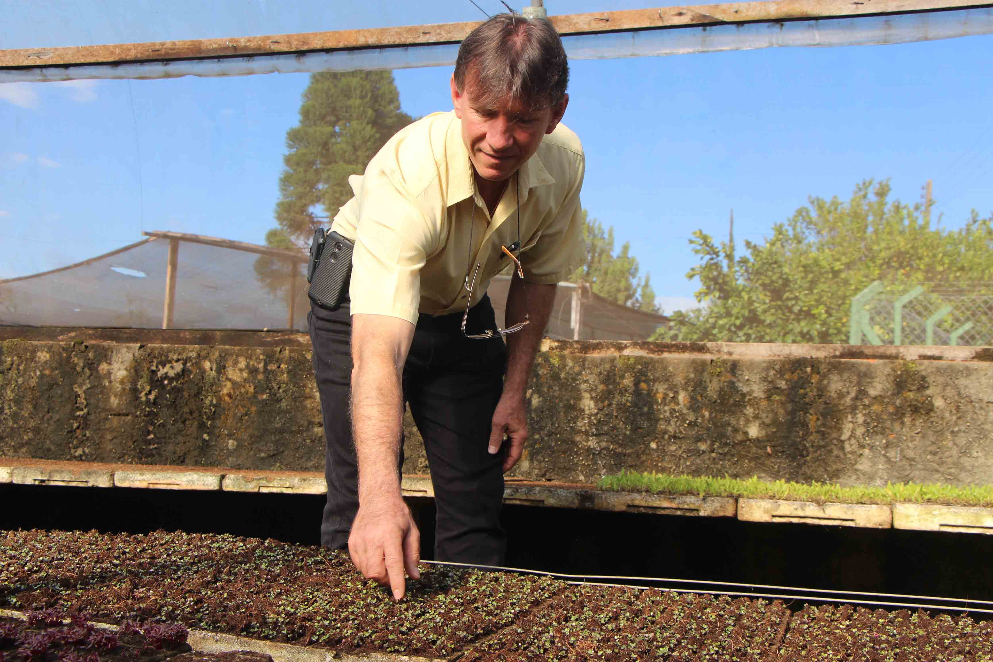 Sérgio Donófrio colhe brotos na Calusne Farms Sérgio Donófrio colhe brotos na Calusne Farms