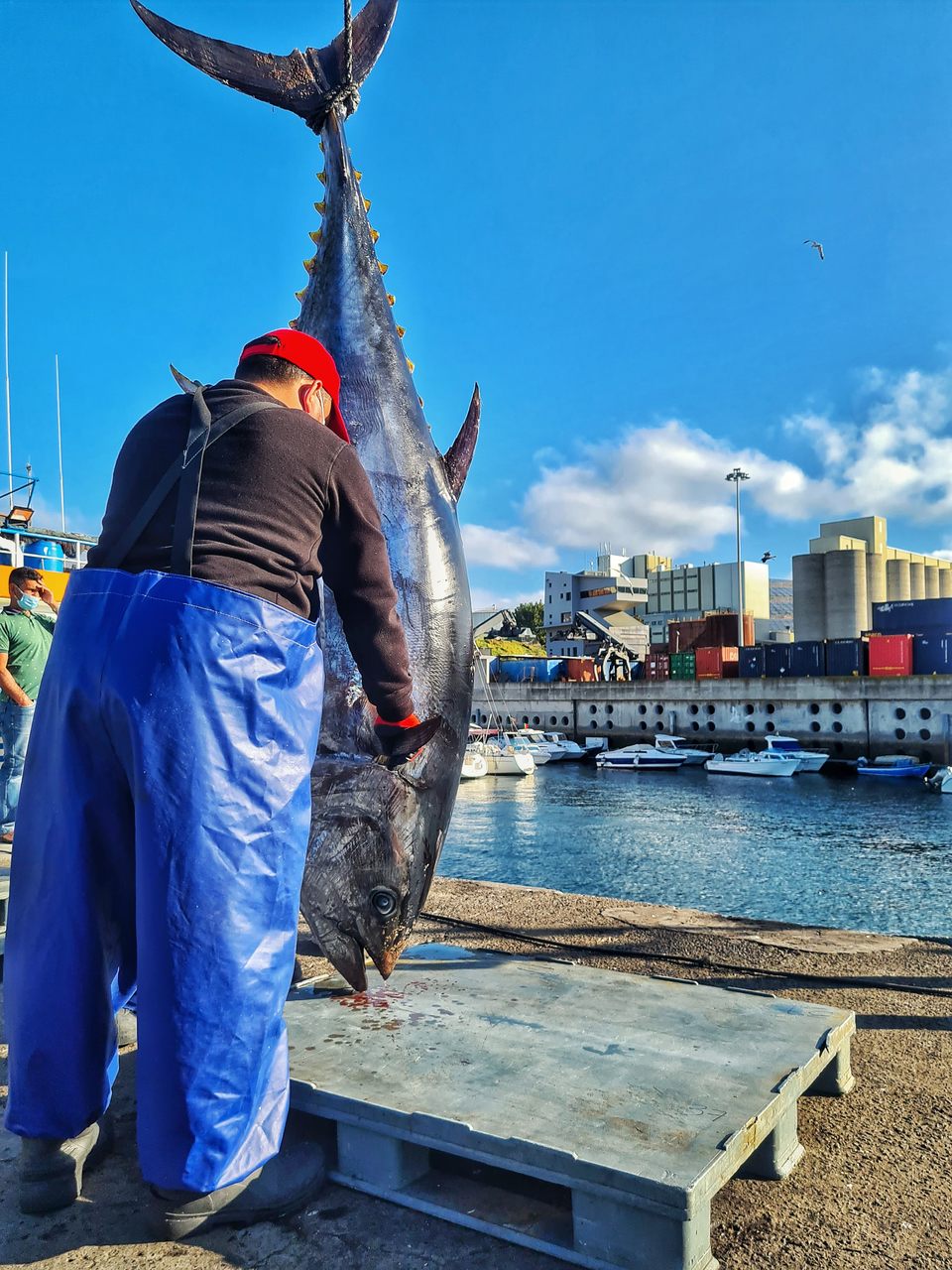 Atum: entre os peixes mais cobiçados do mundo, retirado das águas do mar na Ilha da Madeira Atum: entre os peixes mais cobiçados do mundo, retirado das águas do mar na Ilha da Madeira