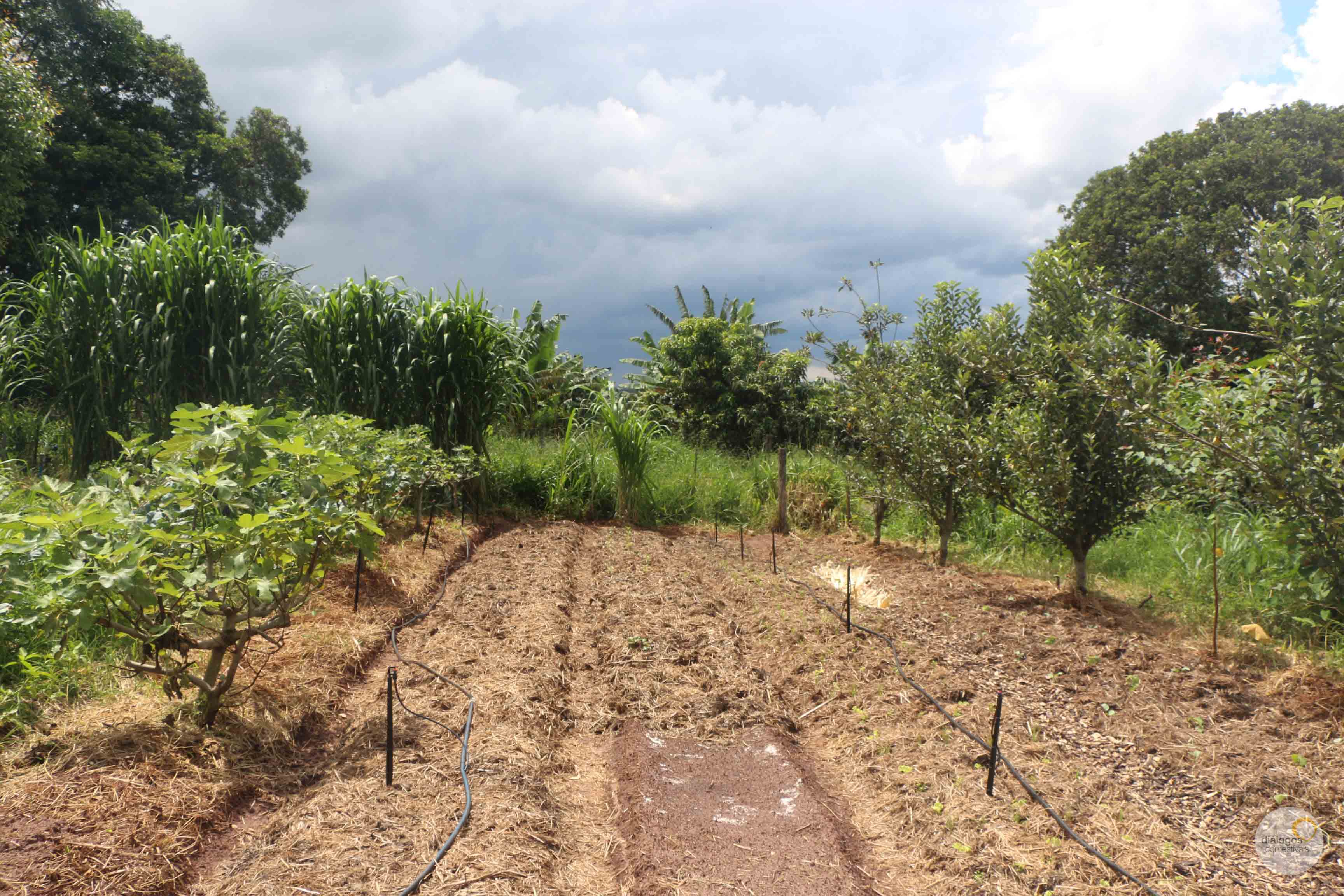 Exemplo de agrofloresta, esta já em bom desenvolvimento, na Fazenda da Toca (Itirapina/SP) Exemplo de agrofloresta, esta já em bom desenvolvimento, na Fazenda da Toca (Itirapina/SP)